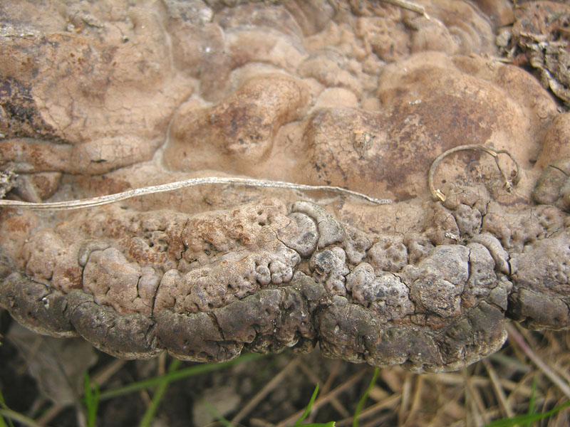 Ganoderma adspersum? (Ganoderma adspersum)